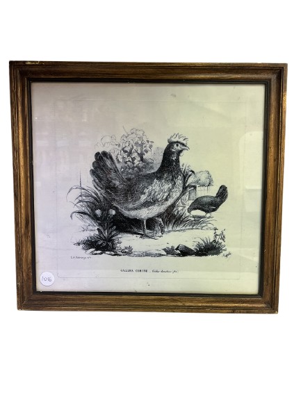 Antique Lithograph - "Gallina Comune" (Common Hen) (1016)